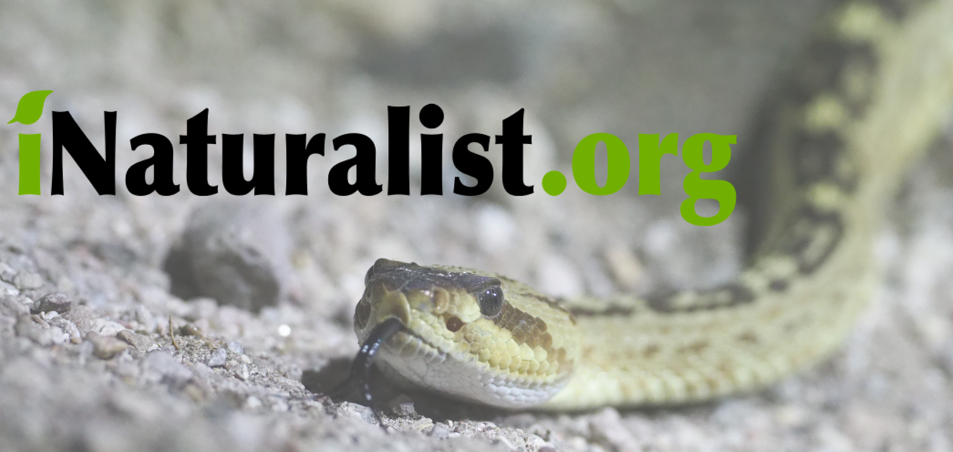 inaturalist