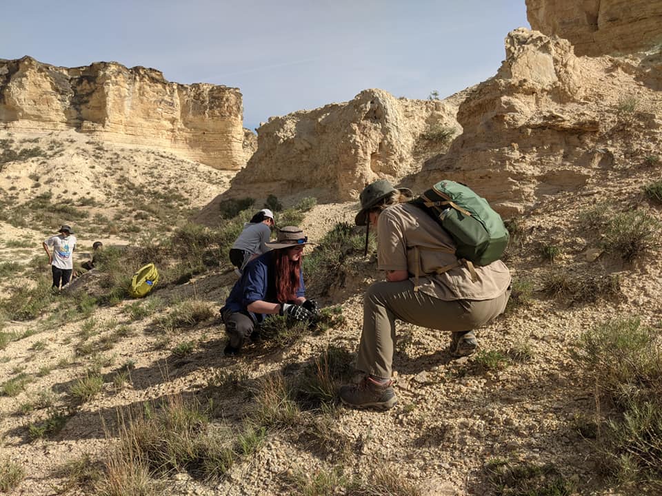 Cretaceous chalks