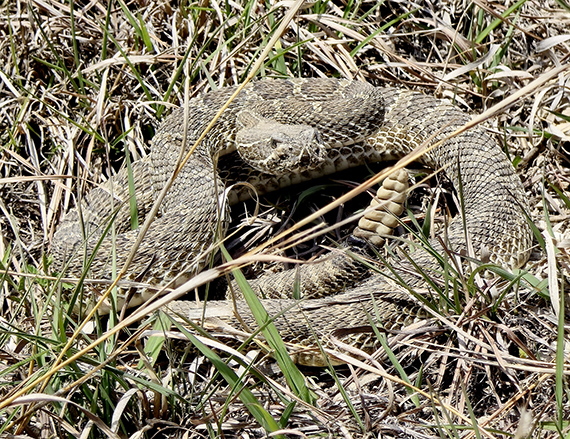 Prairie Rattlesnake