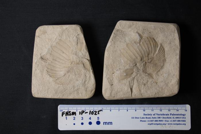 clioscaphites-fhsmip-1025.jpg